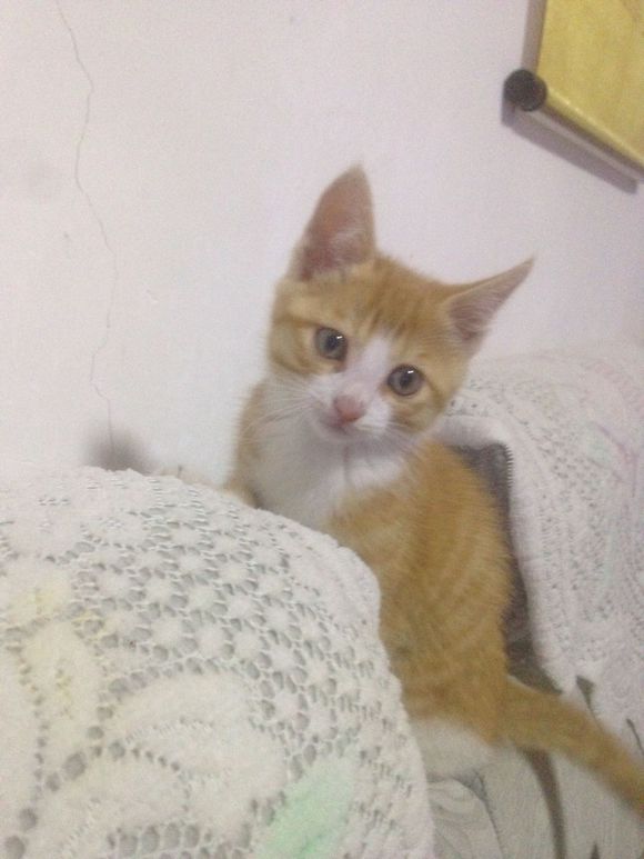 我家的小猫咪
