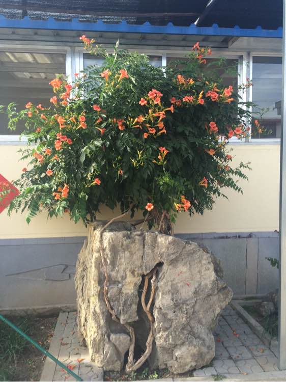 马上要去正友干教练了