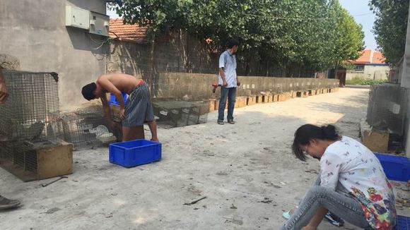 不养了、低价出售二手全不锈钢新式貂笼子、中盒、网长70cm、还有底