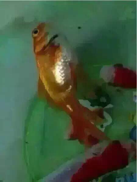 好几只金鱼都翻白肚了