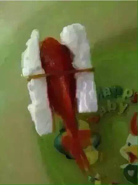 好几只金鱼都翻白肚了