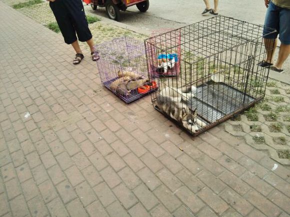 免费送狗，一时心血来潮的别来，长不大的小狗，