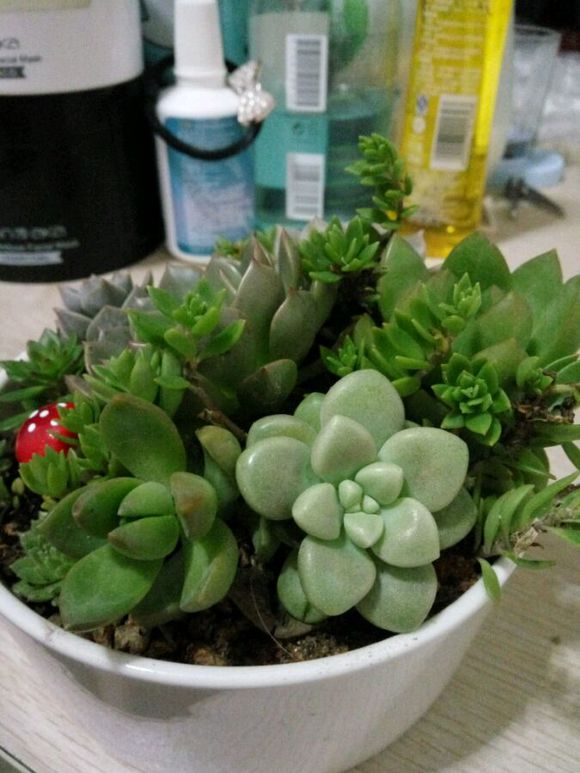 几个普货小组合，有喜欢多肉的吗