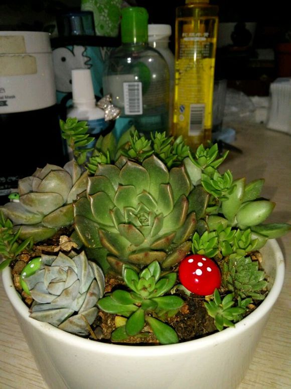 几个普货小组合，有喜欢多肉的吗