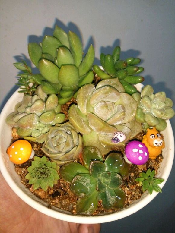 几个普货小组合，有喜欢多肉的吗