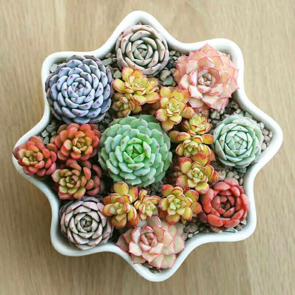 几个普货小组合，有喜欢多肉的吗