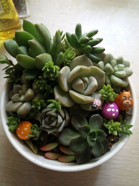 几个普货小组合，有喜欢多肉的吗