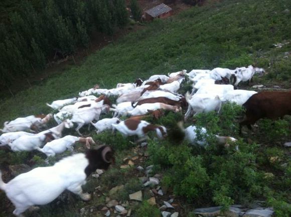 打算去黄岛卖羊肉行不行，纯放养小山羊