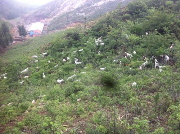 打算去黄岛卖羊肉行不行，纯放养小山羊