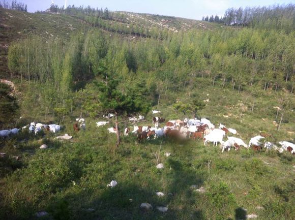 打算去黄岛卖羊肉行不行，纯放养小山羊