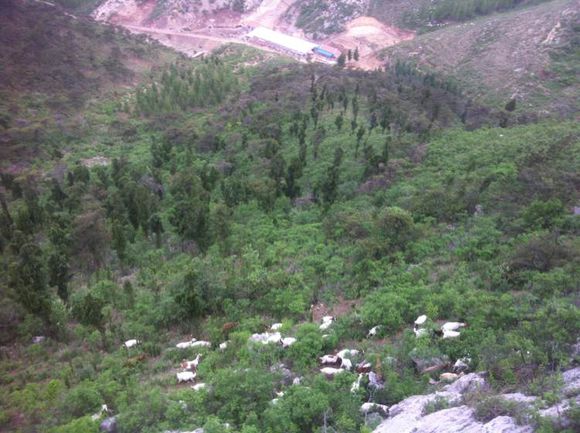 打算去黄岛卖羊肉行不行，纯放养小山羊