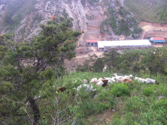 打算去黄岛卖羊肉行不行，纯放养小山羊