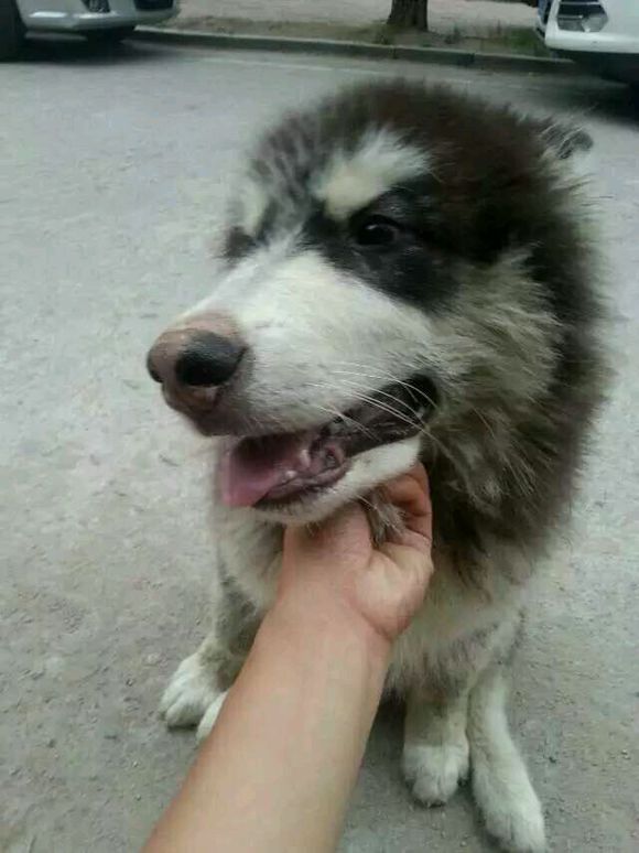 爱犬走丢，求好心人帮助