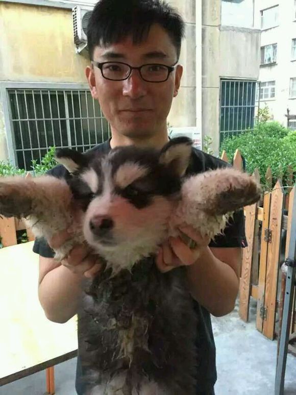 爱犬走丢，求好心人帮助