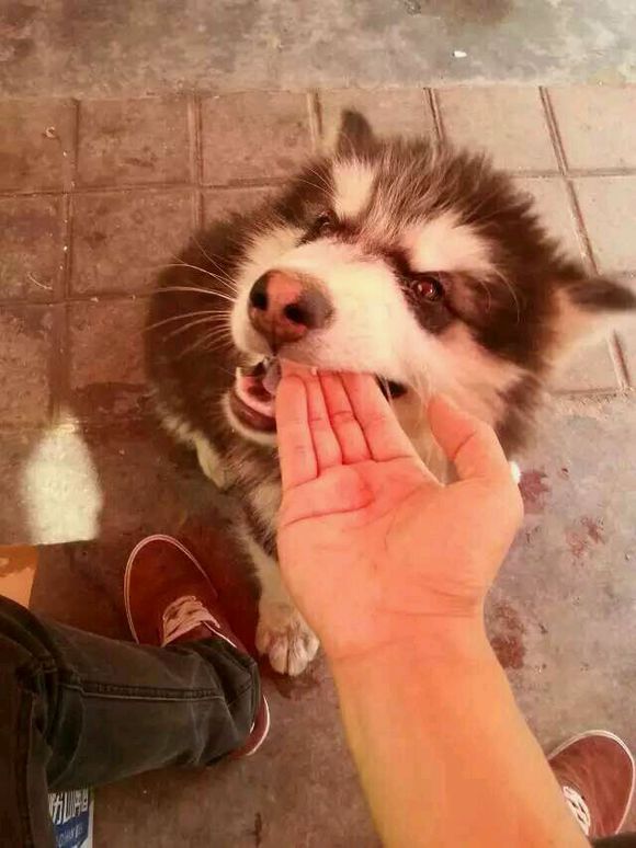 爱犬走丢，求好心人帮助