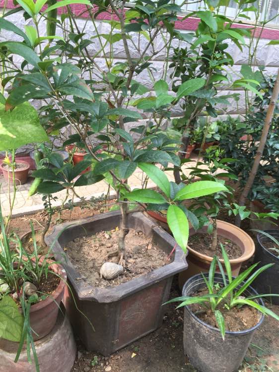 想用我养的花换只小型宠物狗养、有意者联系我吧