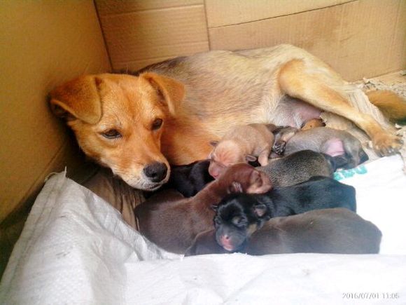 白雪公主与七个小矮人，又要小矮人的吗？