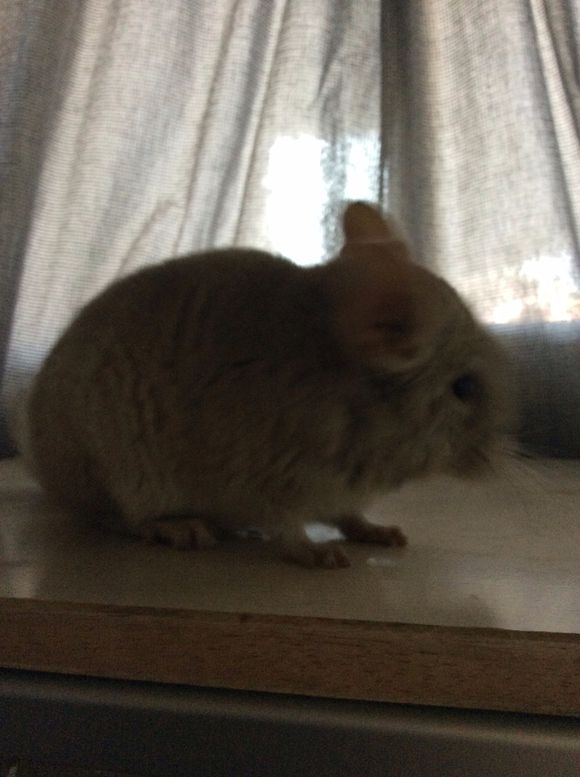 出龙猫了