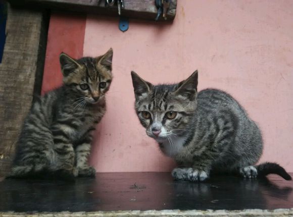 猫咪