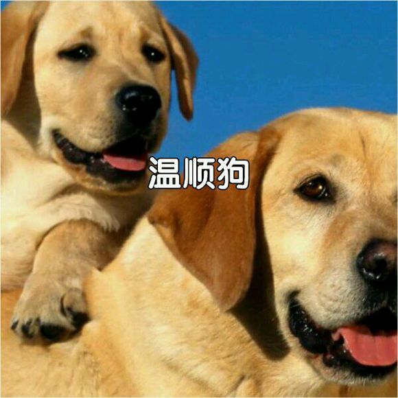 有没有人送我一条狗啊?