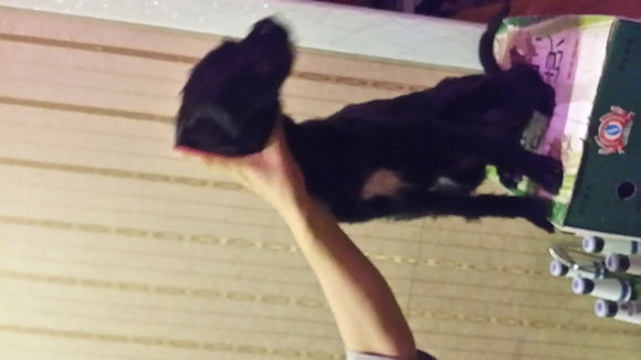 有丢失狗狗的请联系我