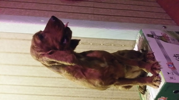 有丢失狗狗的请联系我