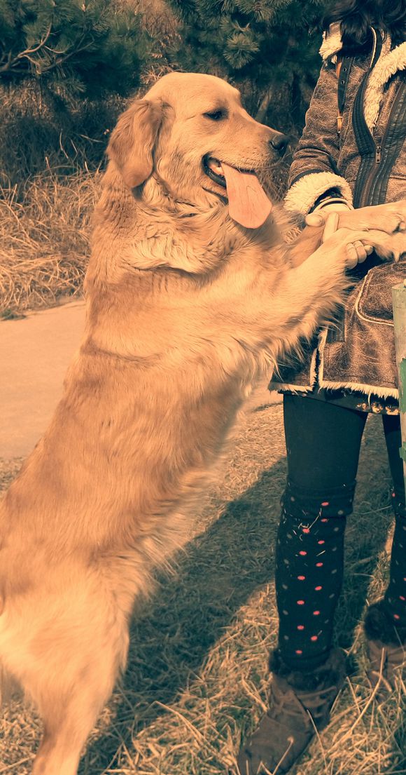 自家的金毛犬下崽了，有要的吗？便宜卖啦。