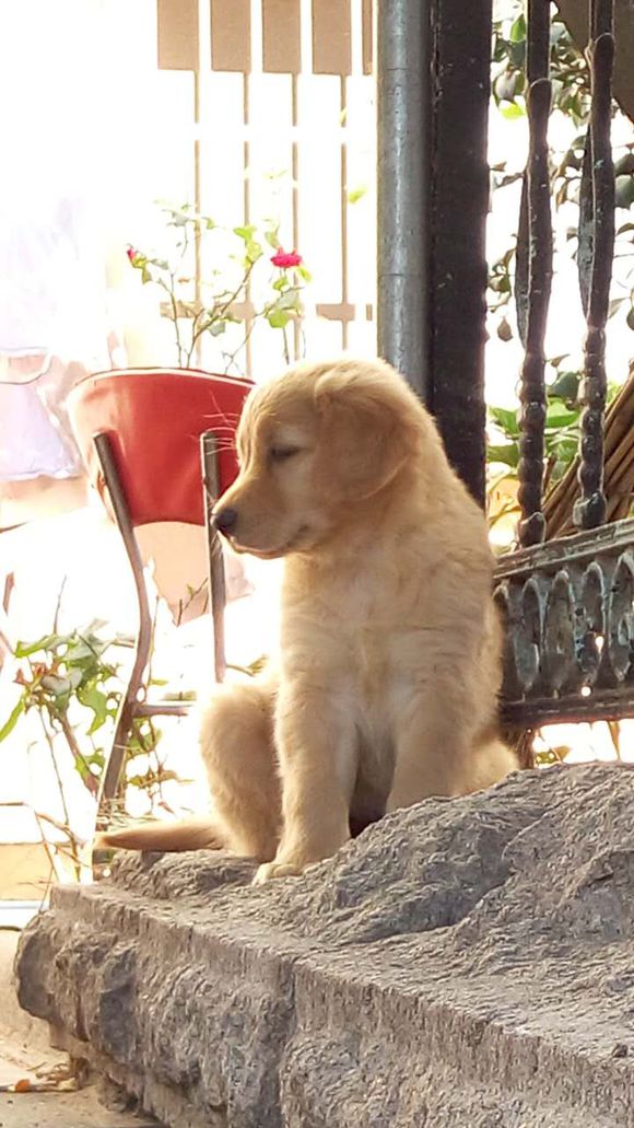 自家的金毛犬下崽了，有要的吗？便宜卖啦。