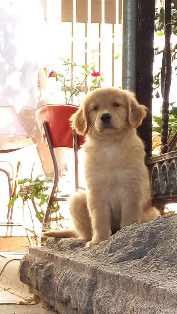 自家的金毛犬下崽了，有要的吗？便宜卖啦。
