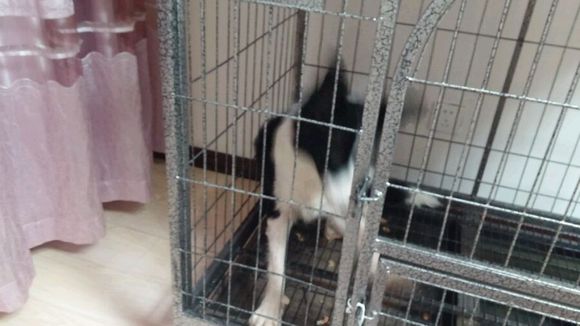出一个边牧