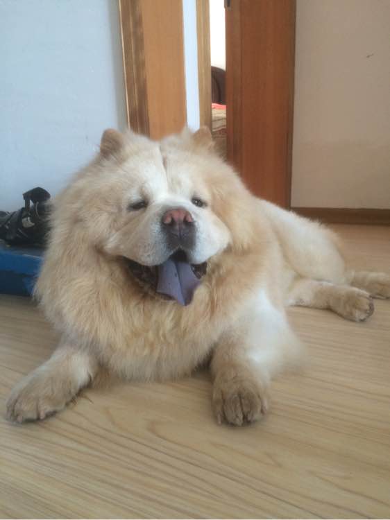 有母松狮吗，