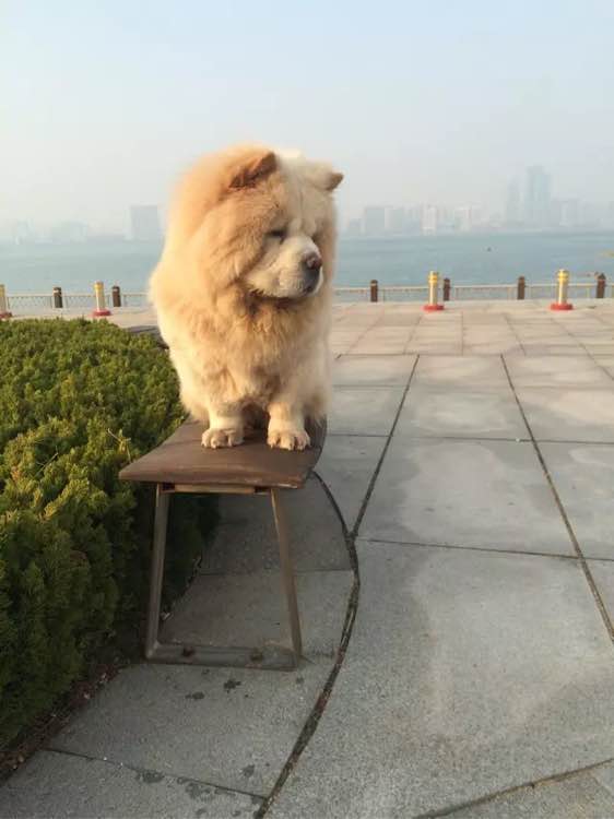 有母松狮吗，