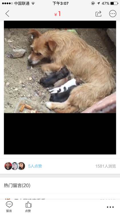 版主
莫删。求几个好人收养几只小狗，不收养真就没有活路了。