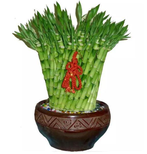 【实用】过年了，家里养这些植物大吉大利！你家有吗？