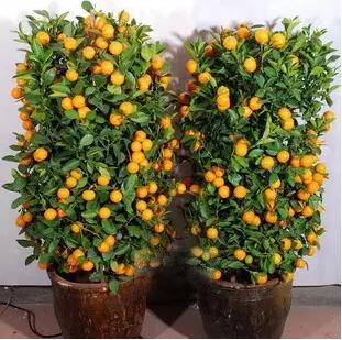 【实用】过年了，家里养这些植物大吉大利！你家有吗？