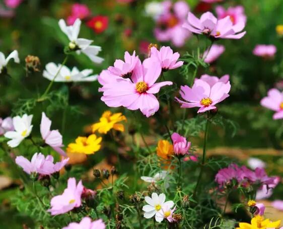 【实用】过年了，家里养这些植物大吉大利！你家有吗？