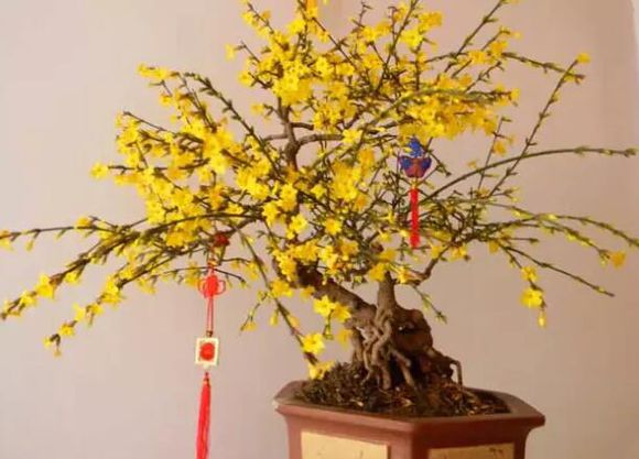 【实用】过年了，家里养这些植物大吉大利！你家有吗？