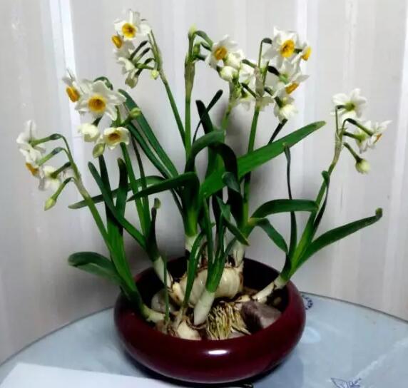 【实用】过年了，家里养这些植物大吉大利！你家有吗？