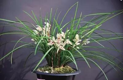 【实用】过年了，家里养这些植物大吉大利！你家有吗？