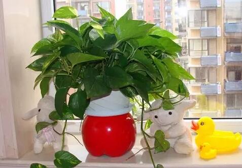 【实用】过年了，家里养这些植物大吉大利！你家有吗？