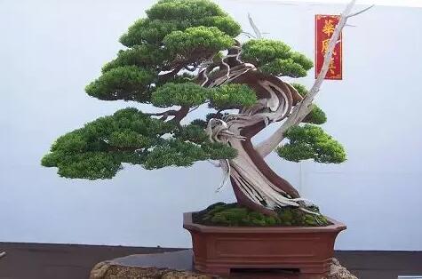 【实用】过年了，家里养这些植物大吉大利！你家有吗？