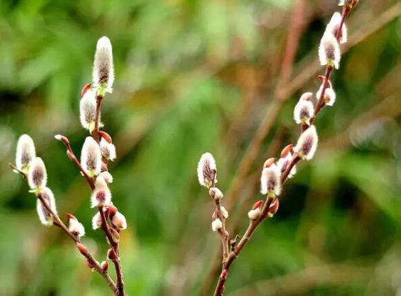 【实用】过年了，家里养这些植物大吉大利！你家有吗？