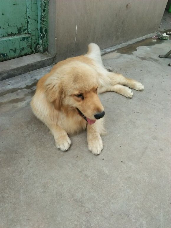 我的狗狗有要的吗