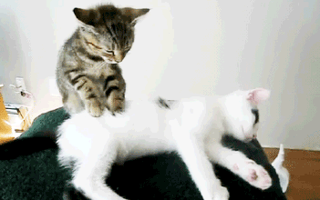 小猫按摩师，哈哈