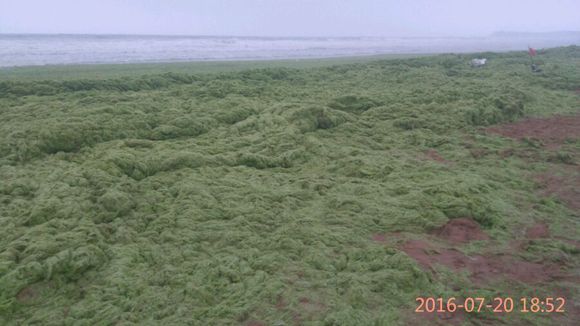 山区人民想到黄岛金沙滩看海，有事求助！！！本地通，网友
帮忙啊