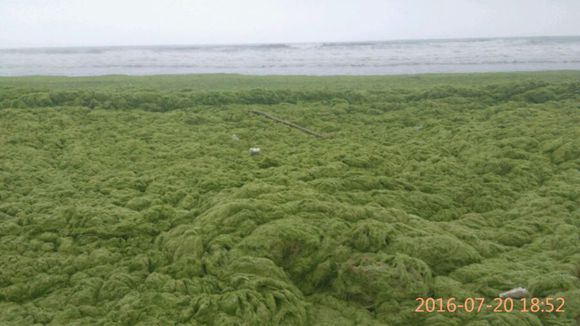 山区人民想到黄岛金沙滩看海，有事求助！！！本地通，网友
帮忙啊