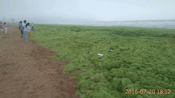 山区人民想到黄岛金沙滩看海，有事求助！！！本地通，网友
帮忙啊