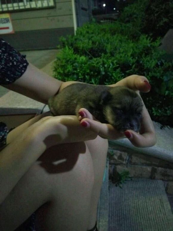 同城的小伙伴家里有没有刚生过小狗的母狗