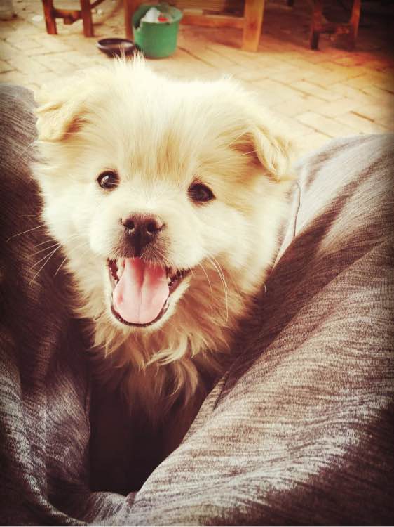 开发区免费送两只狗狗，在辛安，想要的来自提哦