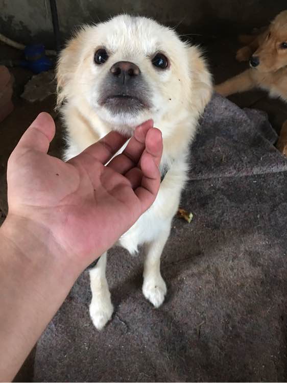 开发区免费送两只狗狗，在辛安，想要的来自提哦